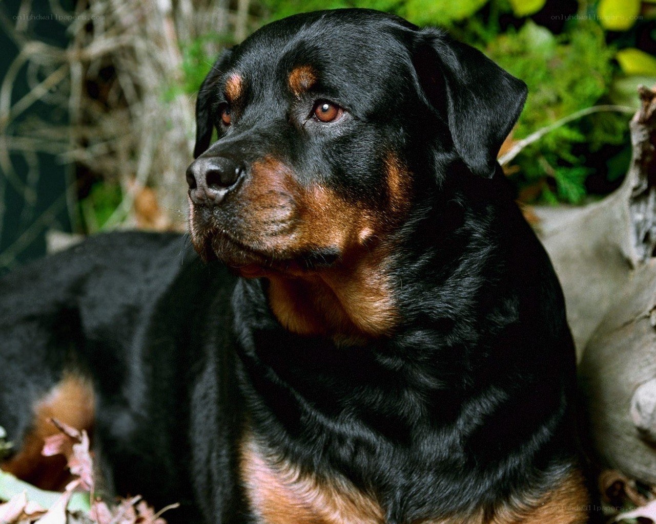 Rottweiler dog portrait