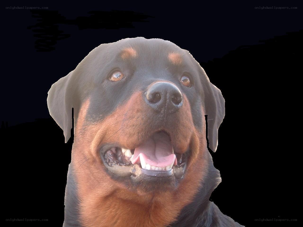 Rottweiler dog portrait