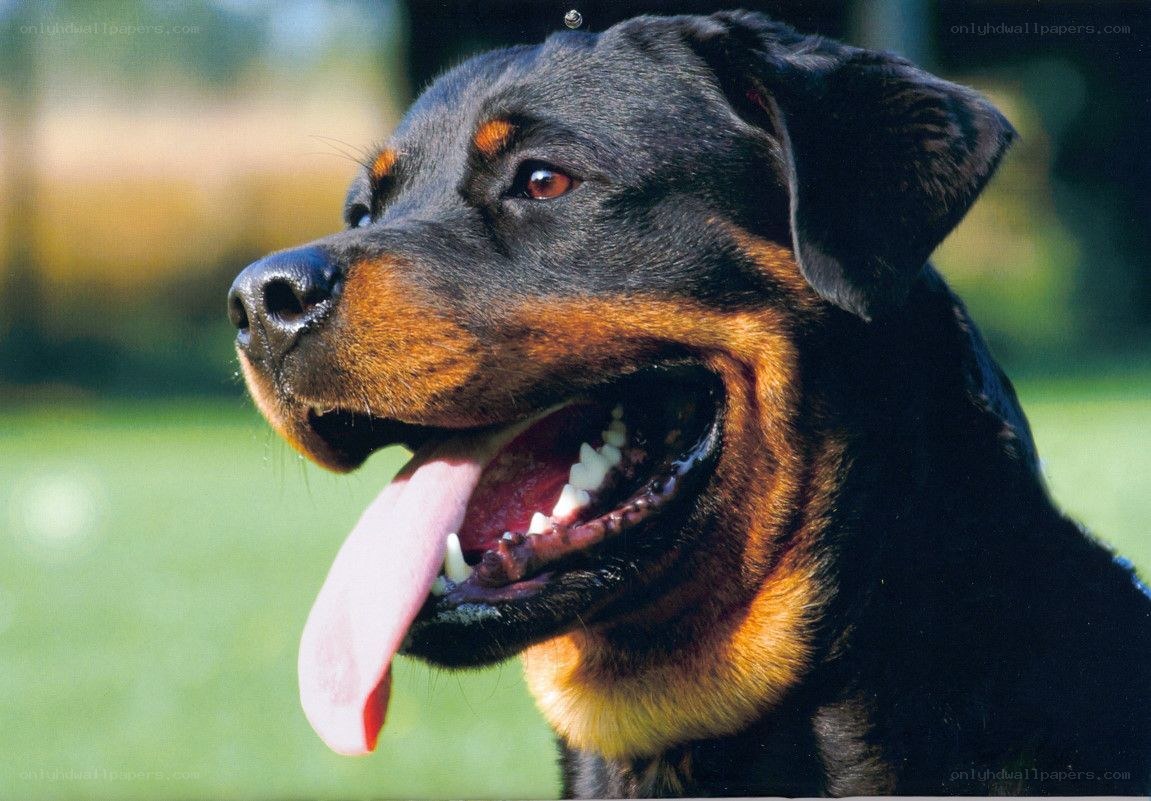 Rottweiler dog portrait