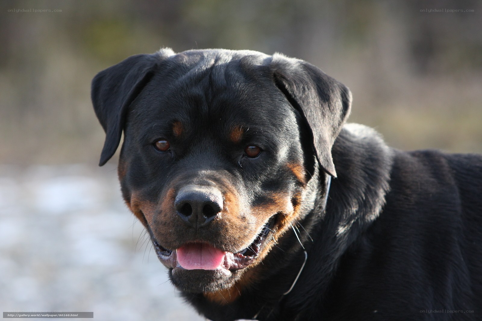 Rottweiler dog portrait