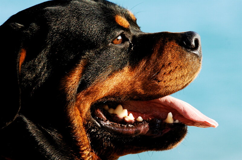 Rottweiler dog profile