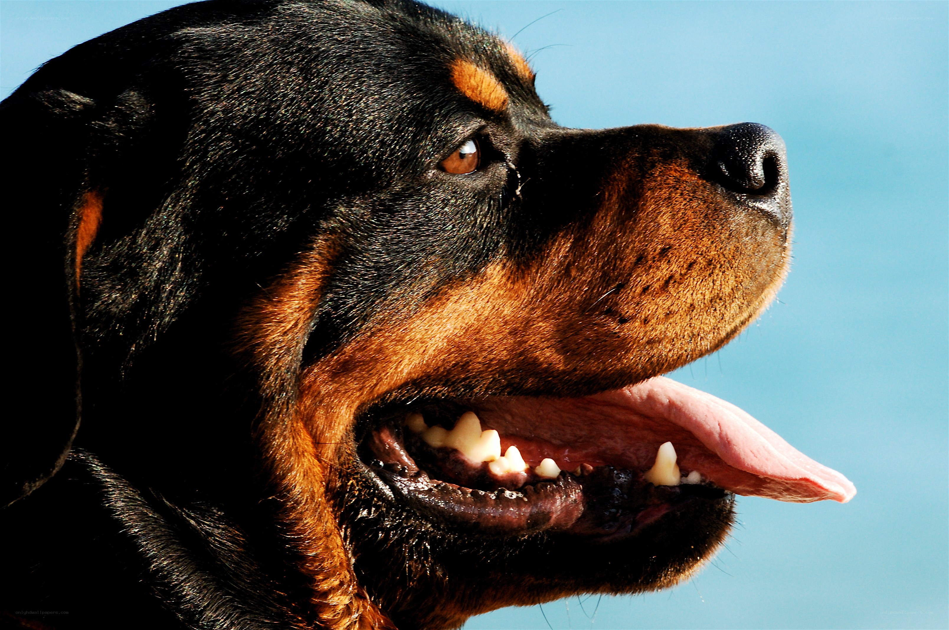 Rottweiler dog profile