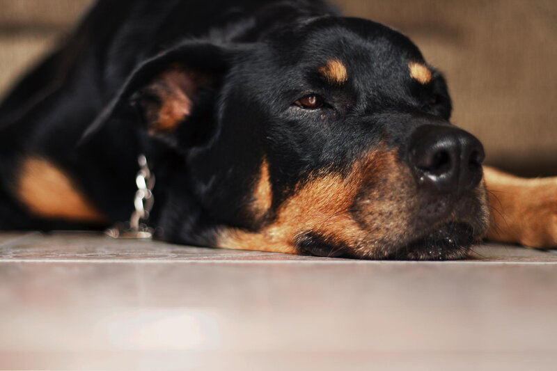 Rottweiler Dog Resting