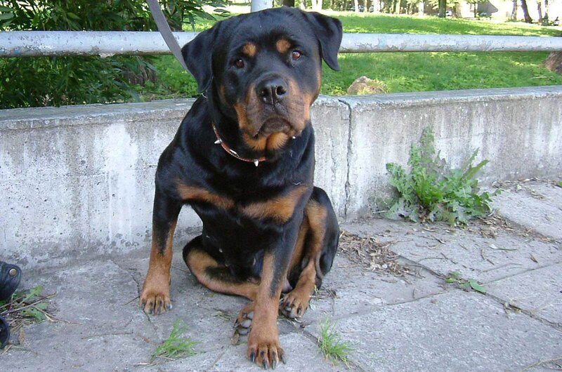 Rottweiler dog sitting on pavement
