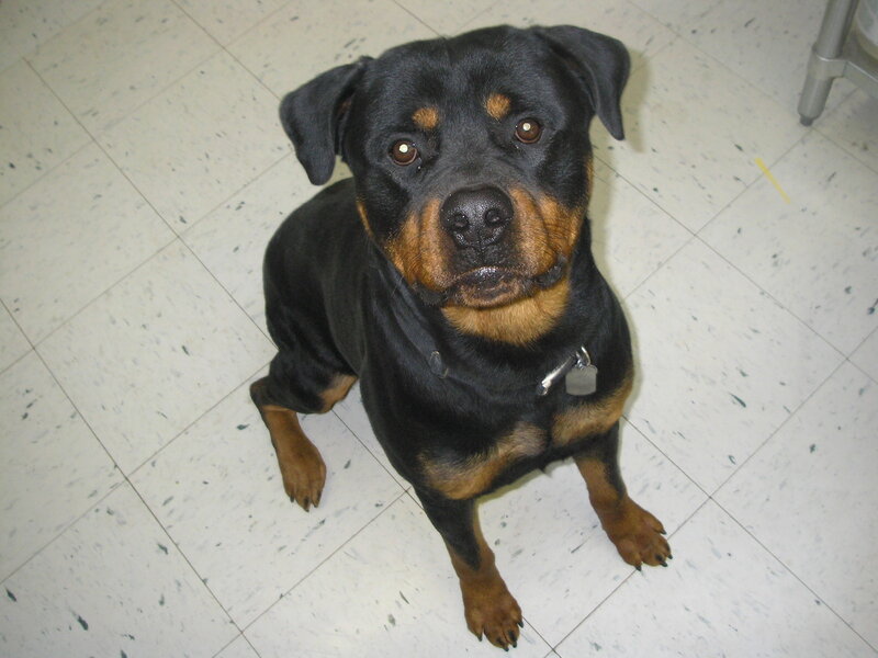 Rottweiler Dog Sitting
