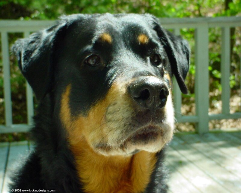 Rottweiler Dog
