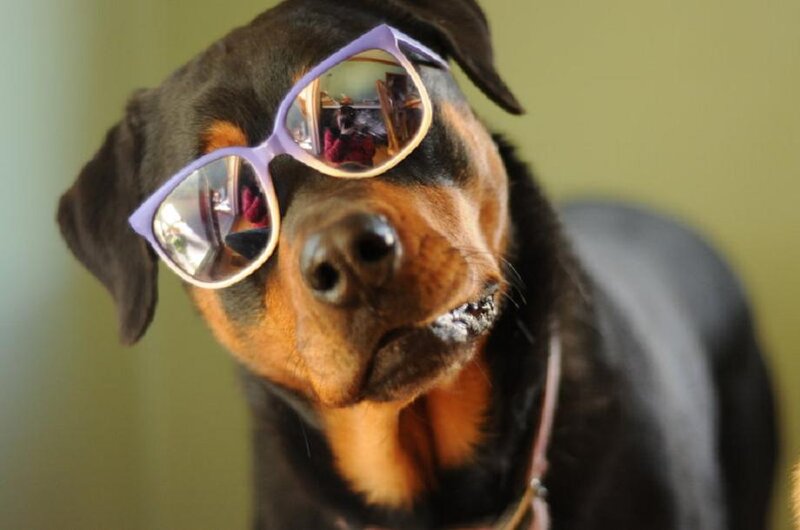 Rottweiler Dog Wearing Glasses