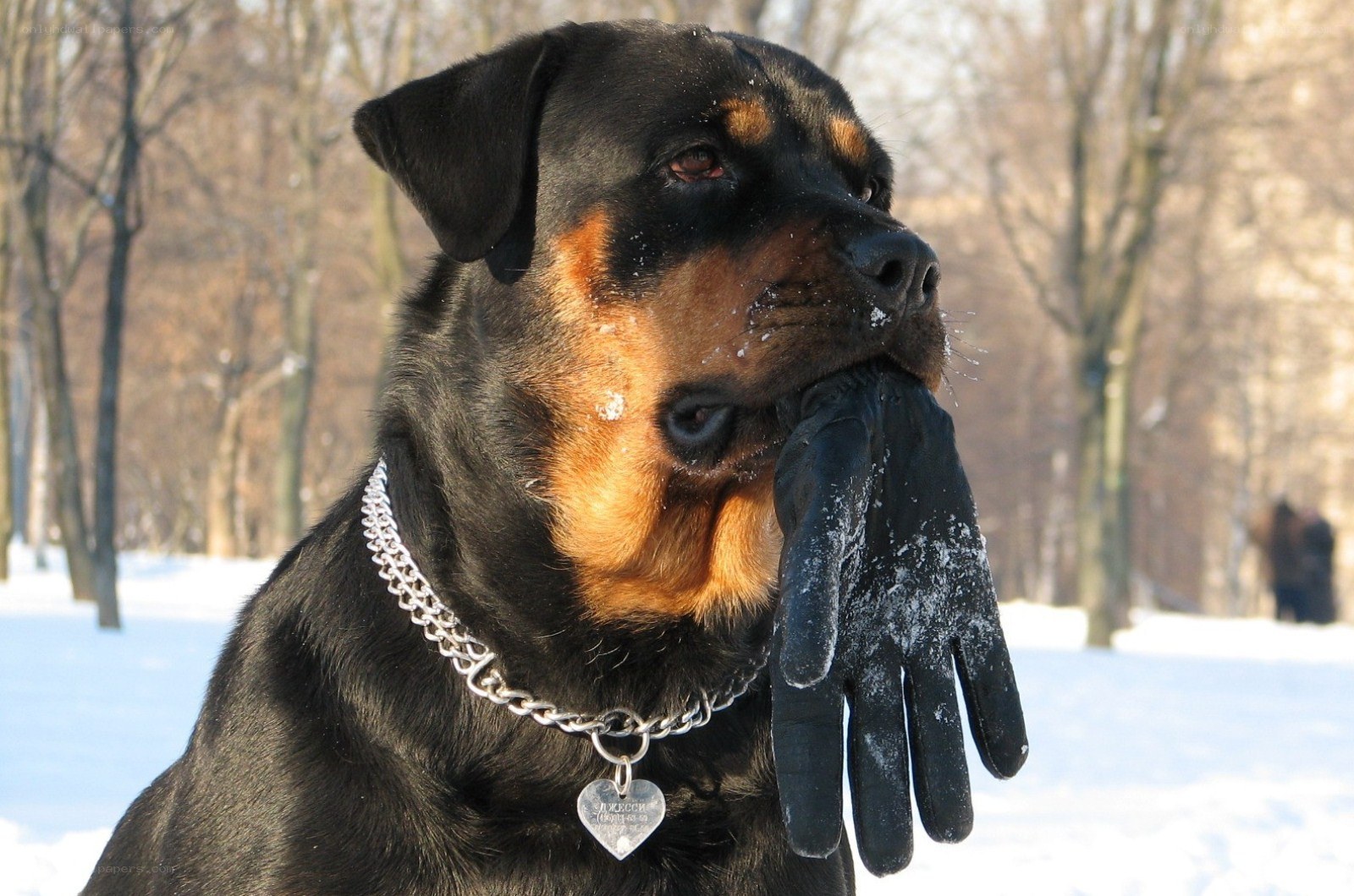 Rottweiler holding glove in snow