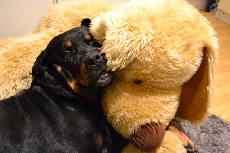 Rottweiler Hugging Toy