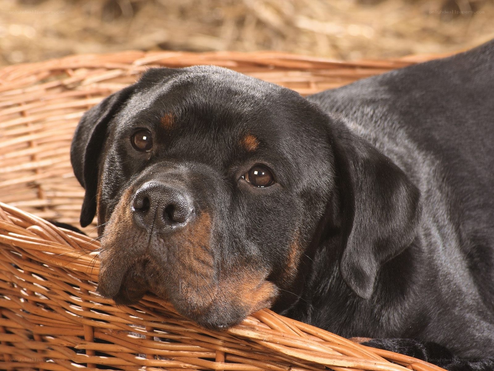 Rottweiler in a basket