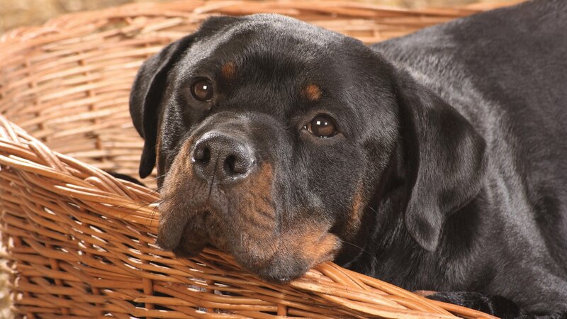 Rottweiler in a wicker basket