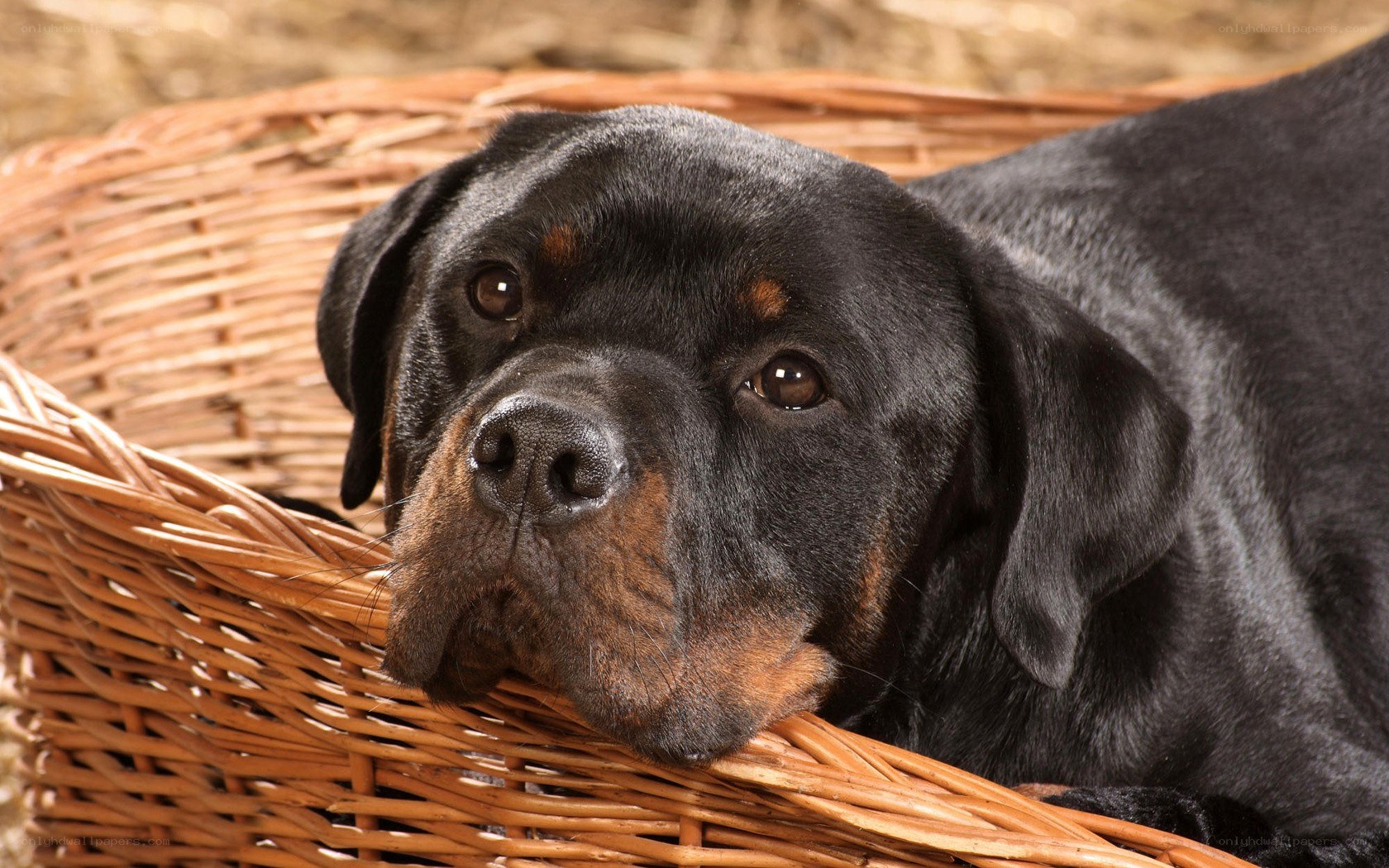 Rottweiler in a wicker basket
