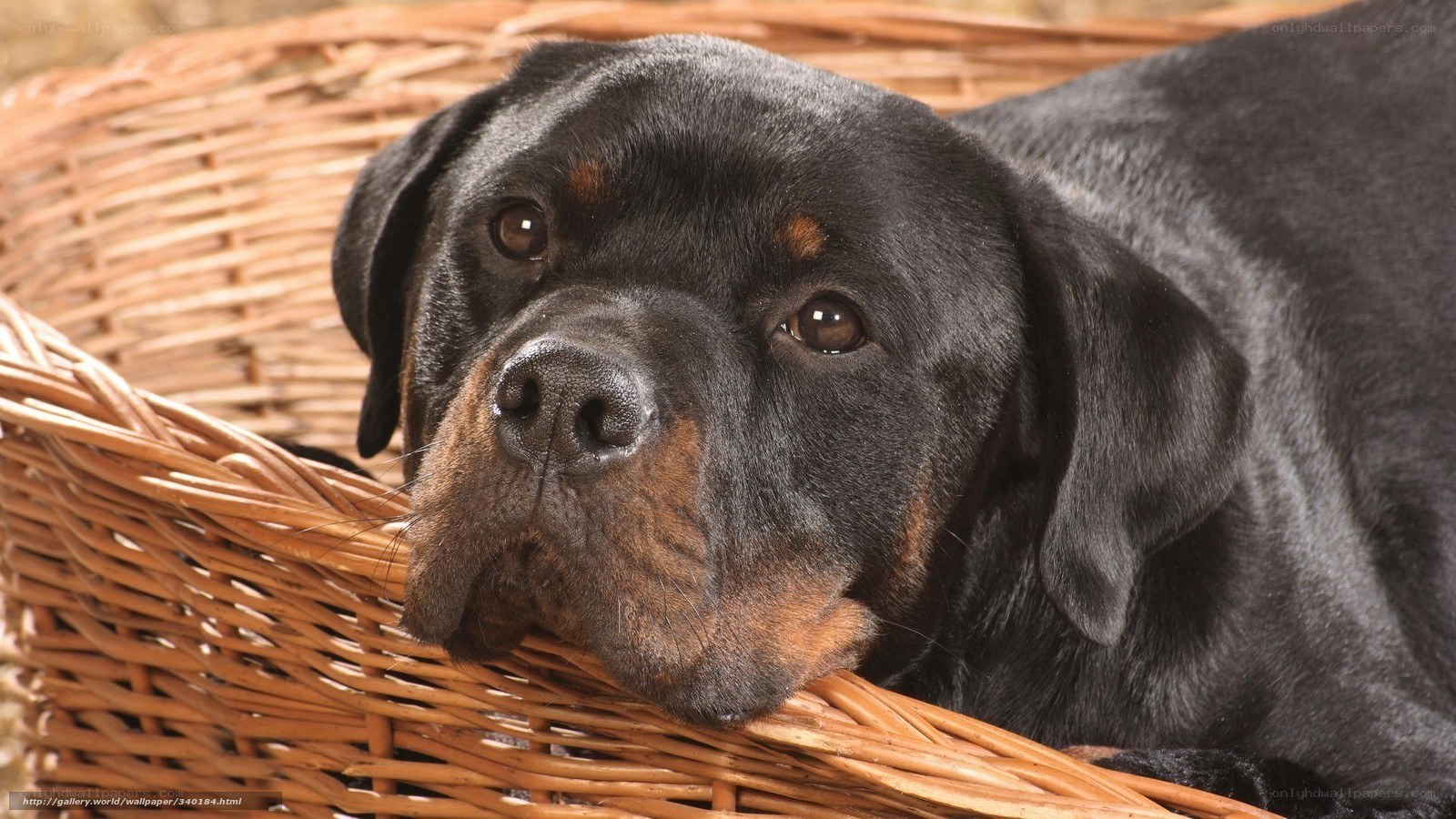 Rottweiler in a wicker basket