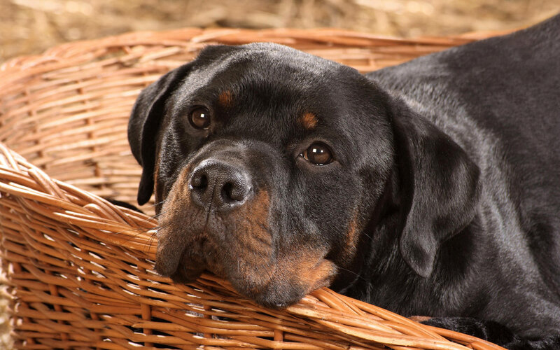 Rottweiler in Basket — Black, Calm, Photograph