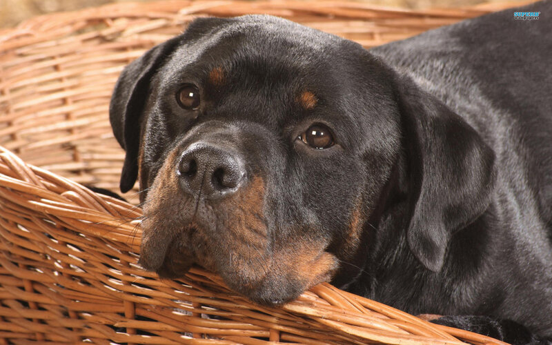 Rottweiler in Basket — Black, Calm