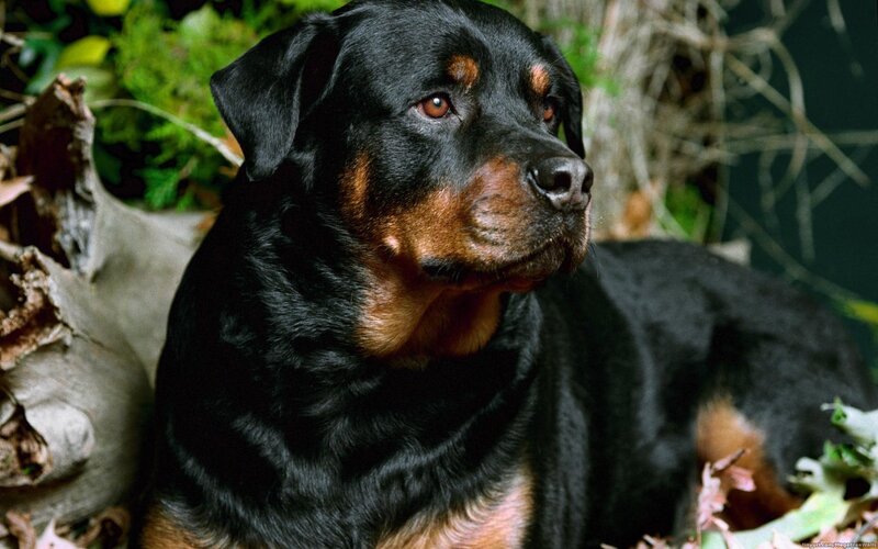Rottweiler in forest setting