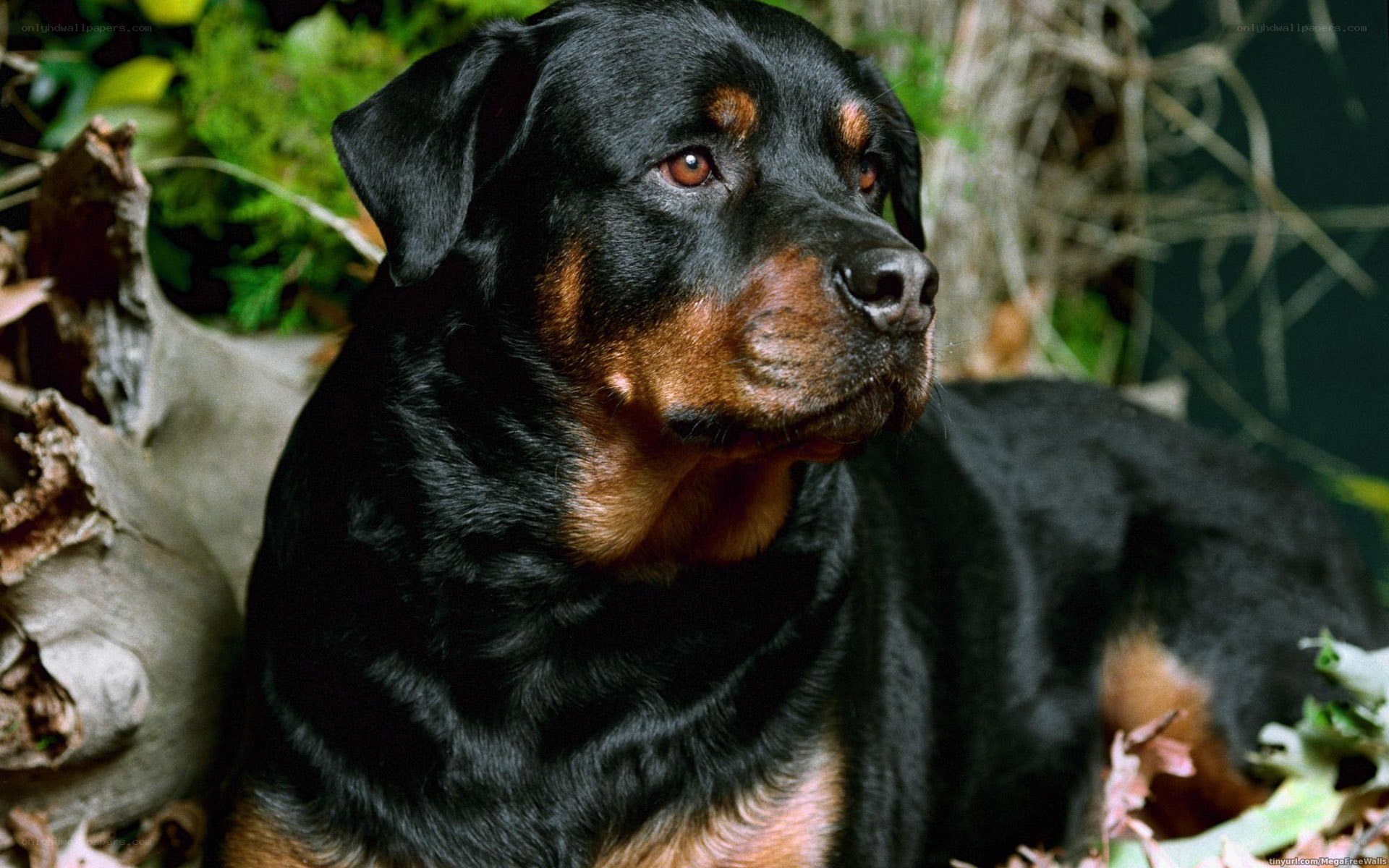 Rottweiler in forest setting