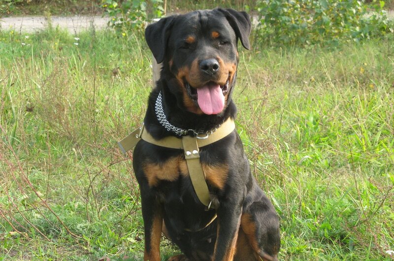 Rottweiler in grassy field