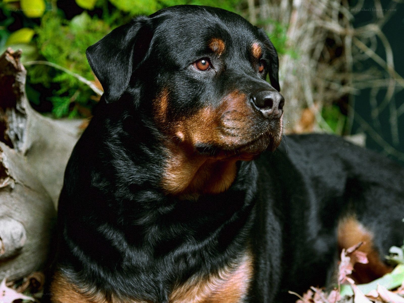 Rottweiler in natural setting
