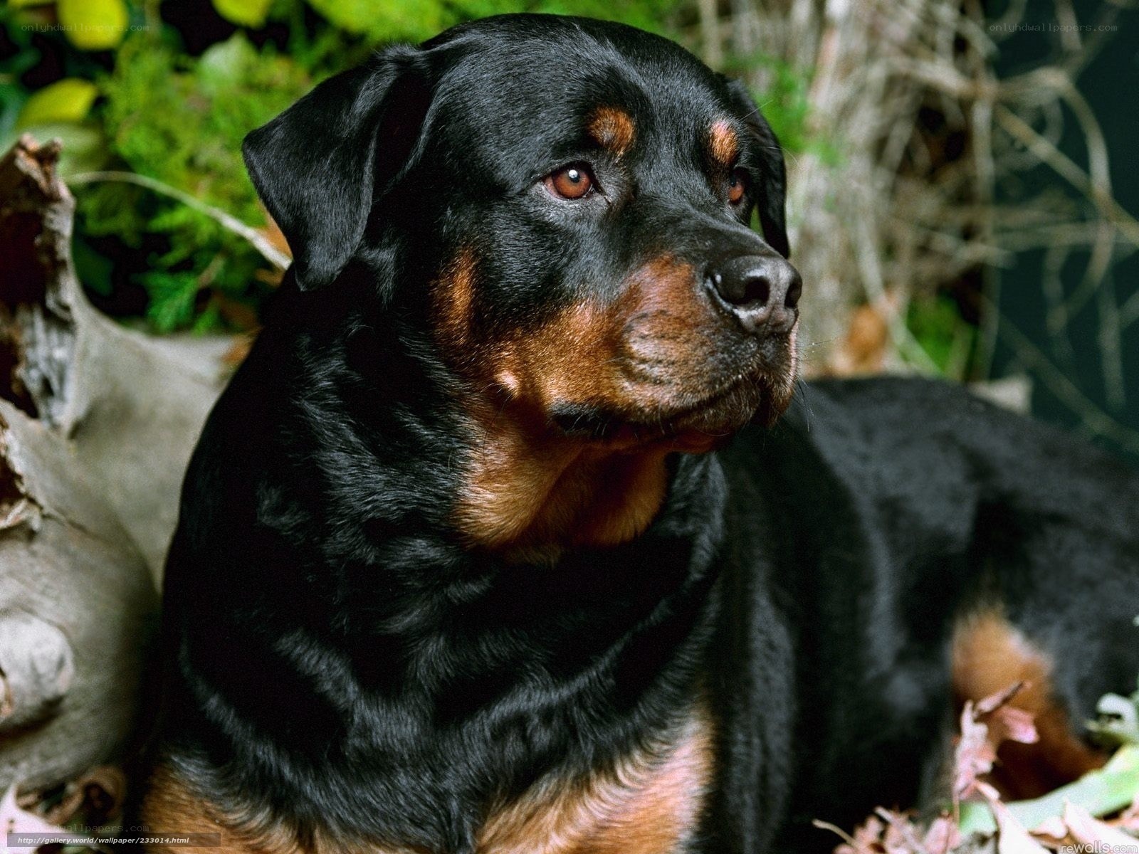 Rottweiler in natural setting