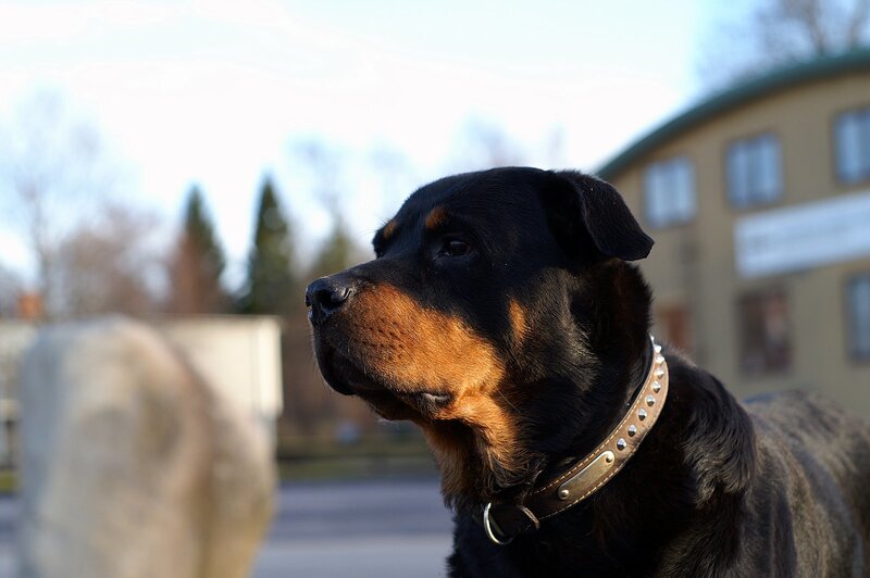 Rottweiler in profile