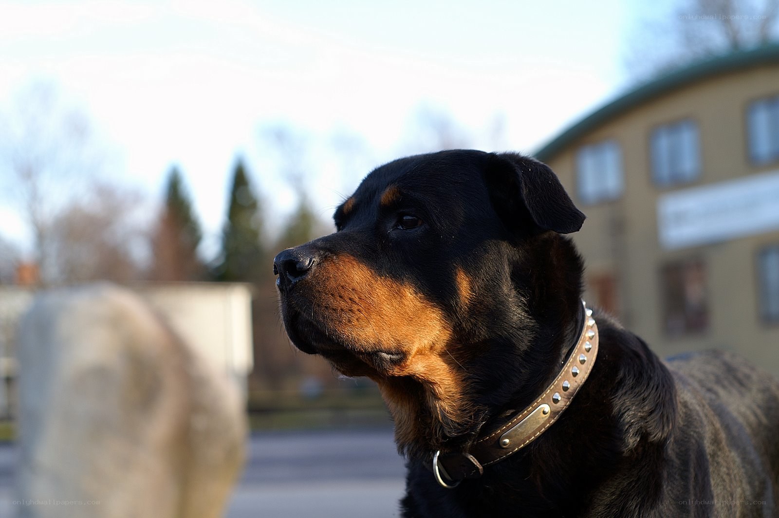 Rottweiler in profile