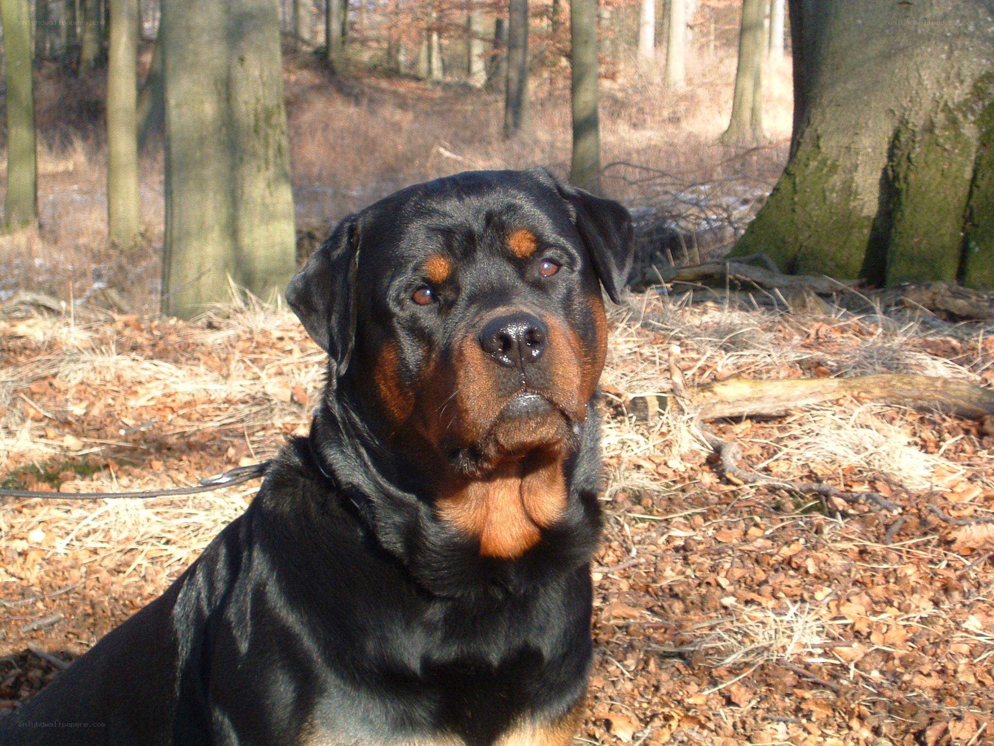 Rottweiler in the forest