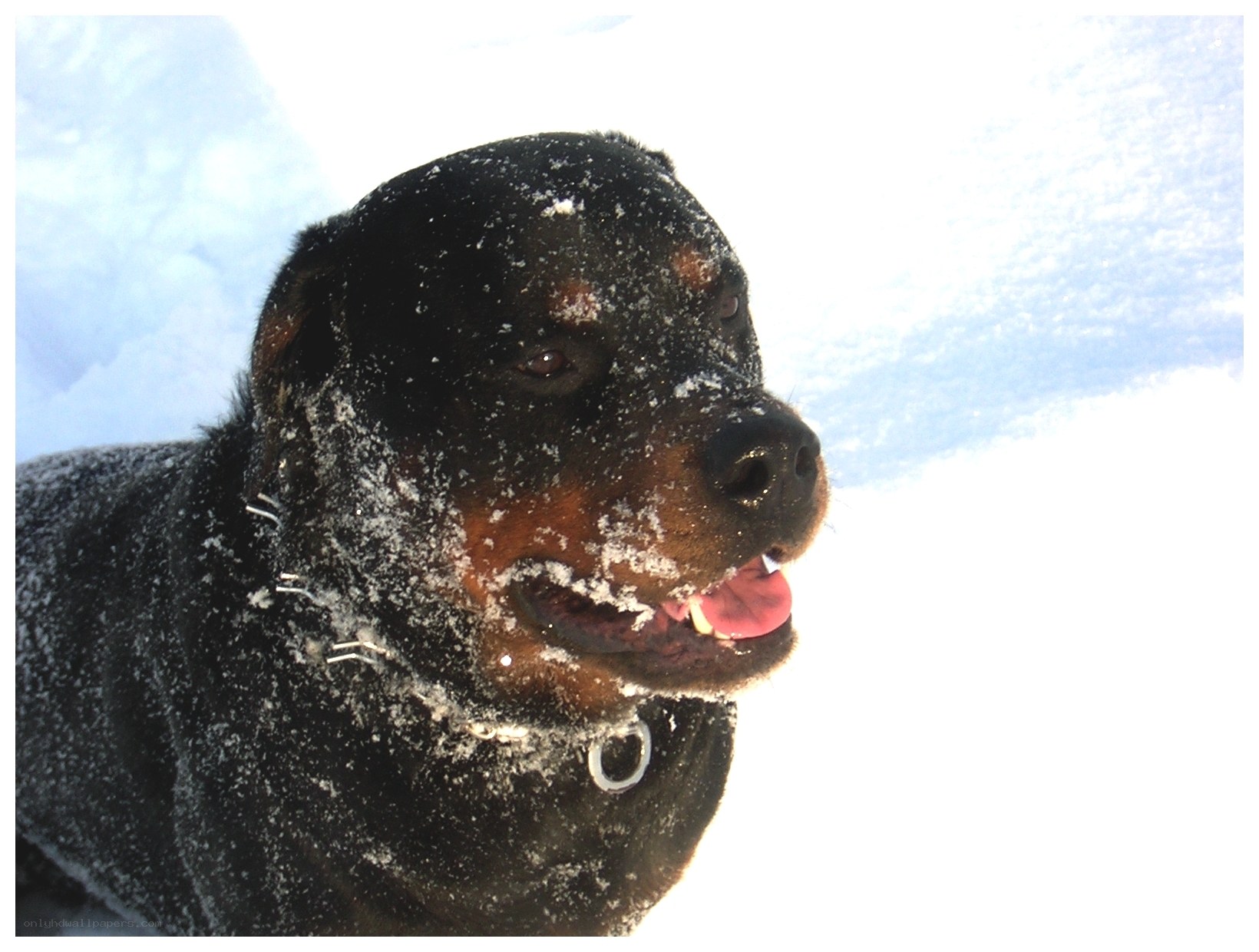 Rottweiler in the snow