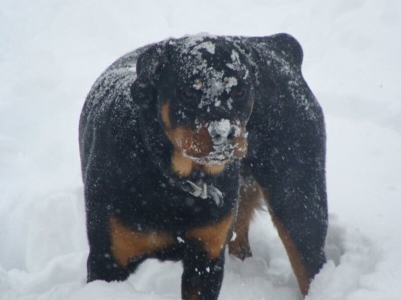 Rottweiler in the snow