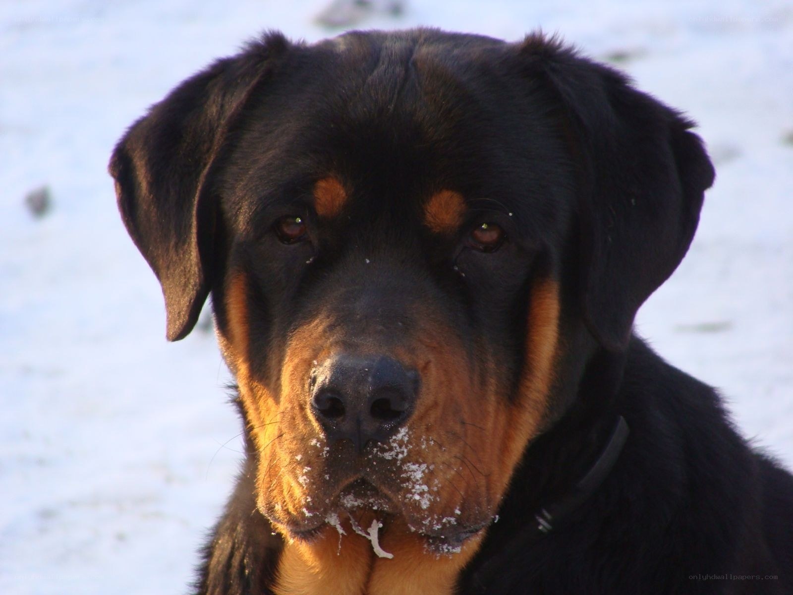 Rottweiler in the snow