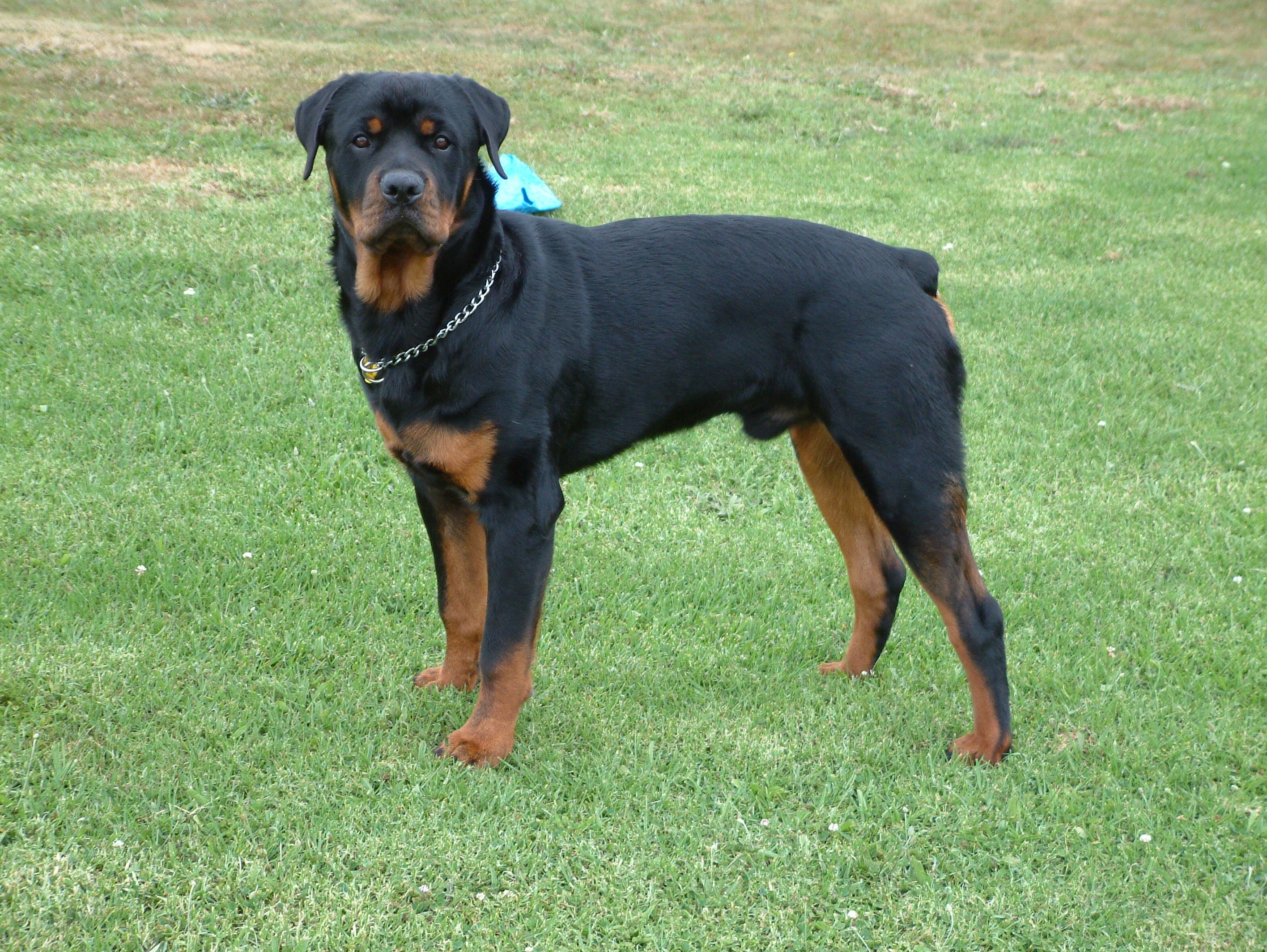Rottweiler on a grassy field