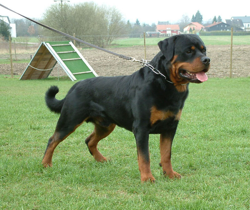 Rottweiler on a leash
