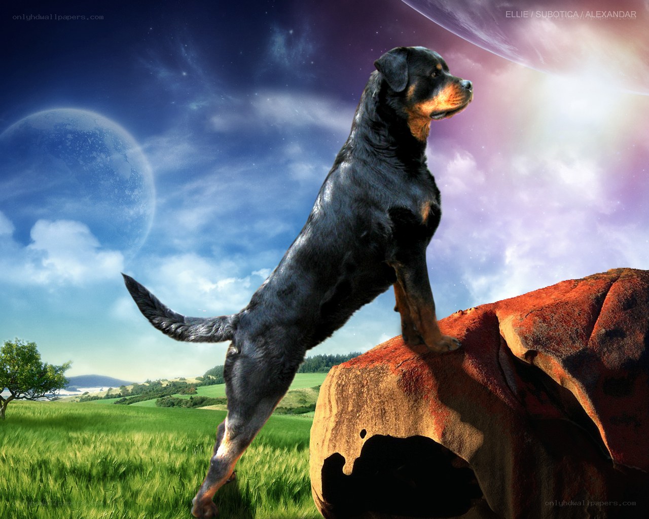 Rottweiler on a rock