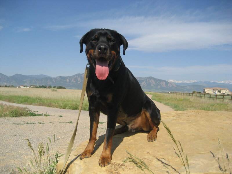Rottweiler on a rock