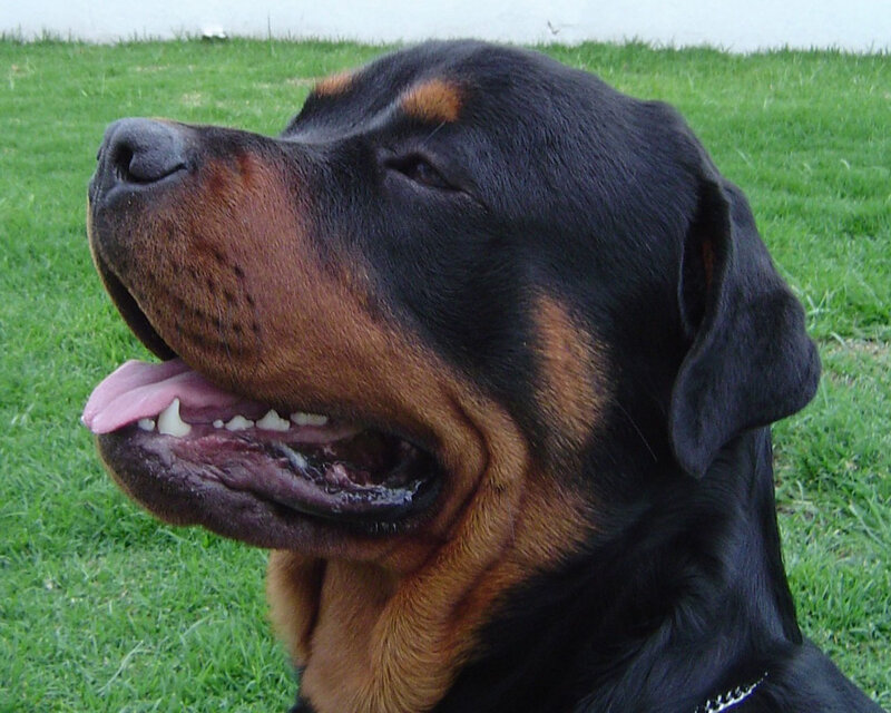 Rottweiler on grass