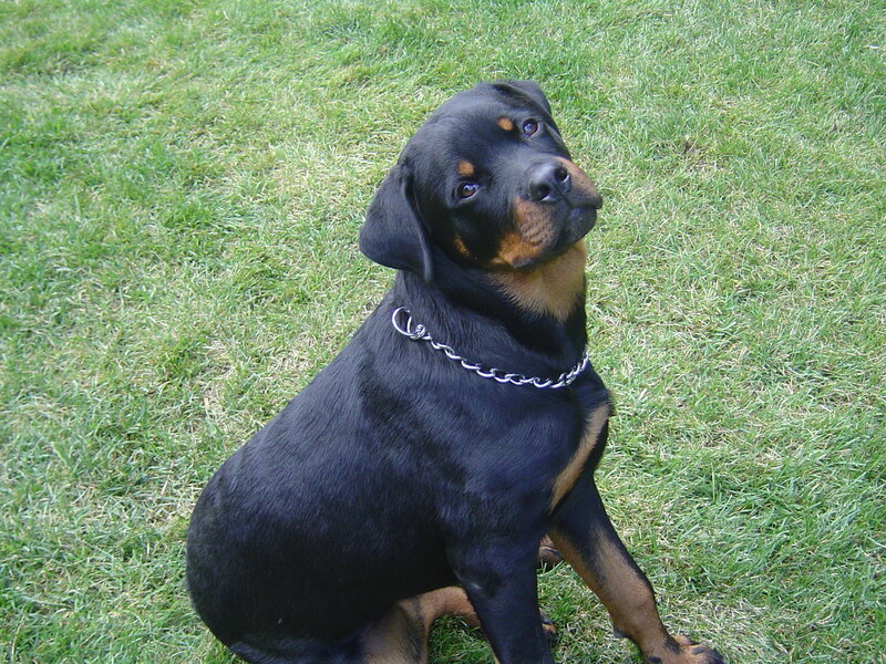 Rottweiler on grass