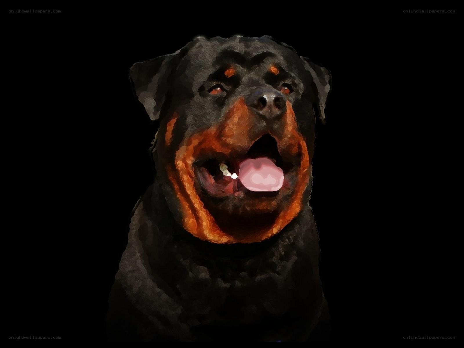Rottweiler portrait on black