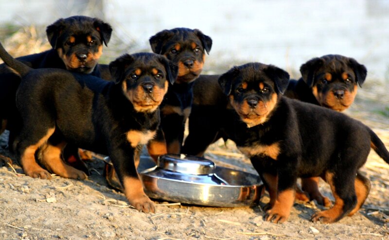 Rottweiler puppies at feeding bowl
