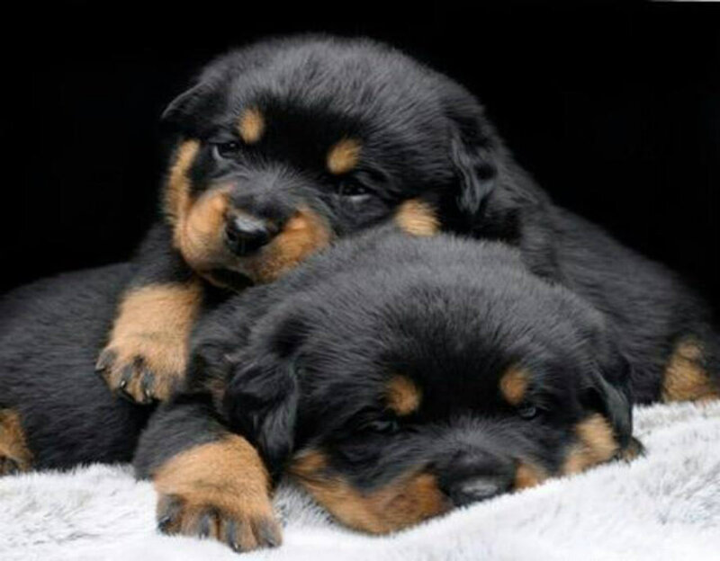 Rottweiler Puppies — Black