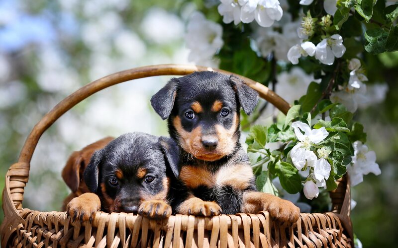 Rottweiler Puppies in Basket