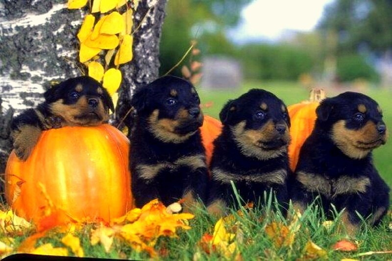 Rottweiler Puppies — Orange