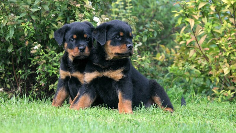 Rottweiler Puppies