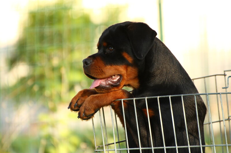 Rottweiler Puppy — Black, Calm, Afternoon, Photograph, Cage