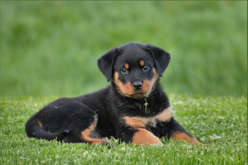 Rottweiler Puppy — Black, Calm, Afternoon, Photograph, Grass, Brown