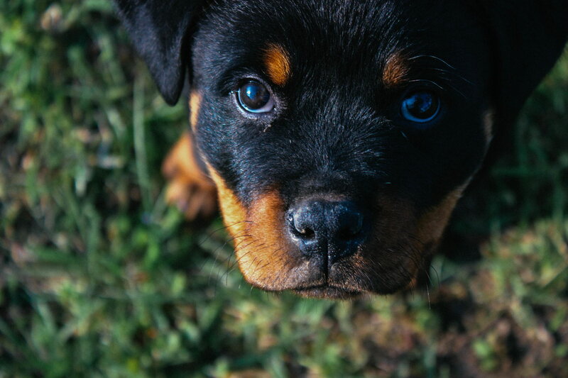 Rottweiler Puppy — Black, Calm, Afternoon, Photograph, Grass
