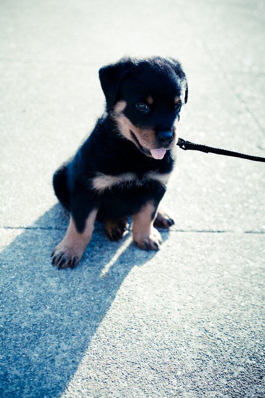 Rottweiler Puppy — Black, Calm, Afternoon, Photograph, Leash