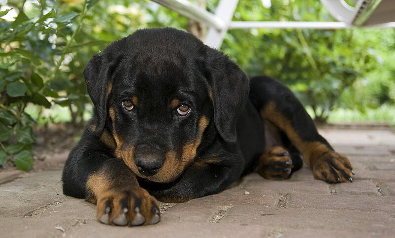 Rottweiler Puppy — Black, Calm, Afternoon, Photograph, Pavement, Plants