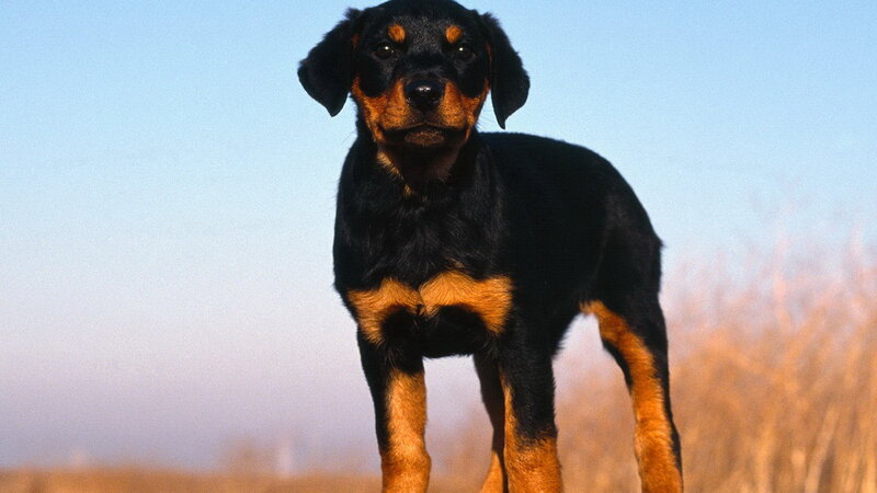 Rottweiler Puppy — Black, Calm, Afternoon, Photograph, Sky