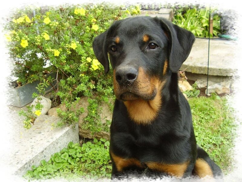 Rottweiler Puppy — Black, Calm, Afternoon