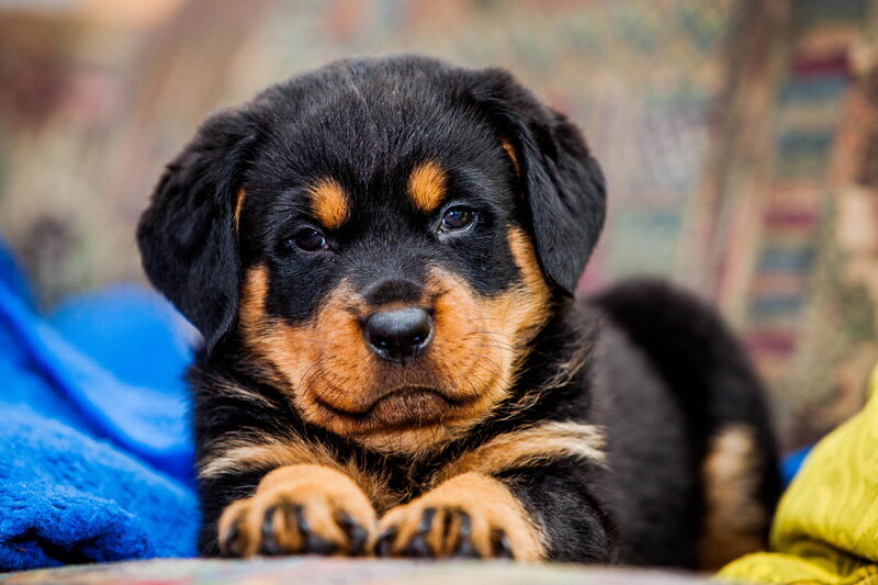 Rottweiler Puppy — Black, Calm, Photograph, Blanket